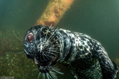 Phoca vitulina (Harbor Seal)