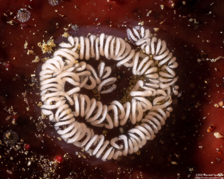 Hermissenda opalescens (Opalescent Nudibranch)