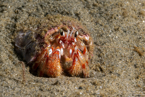 Pagurus armatus (Blackeyed Hermit Crab)