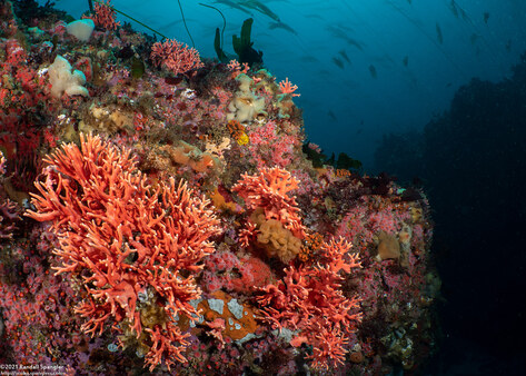Stylaster californicus (California Hydrocoral)