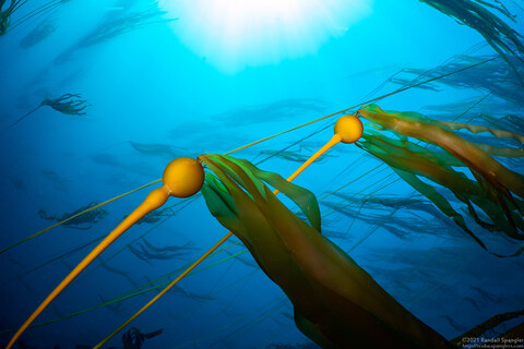 Nereocystis luetkeana (Bull Kelp)