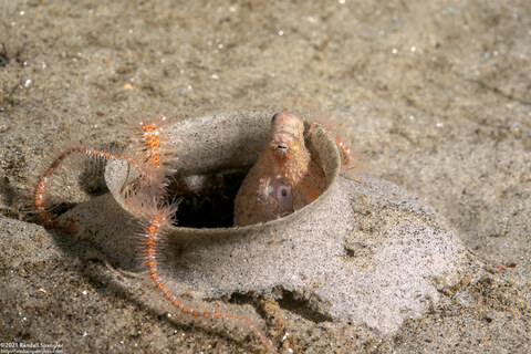 Octopus rubescens (Red Octopus)