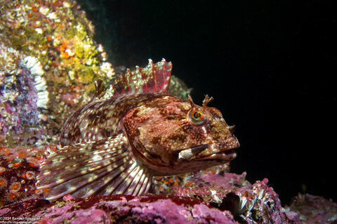 Scorpaenichthys marmoratus (Cabezon)