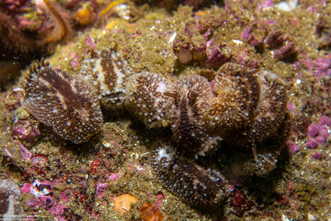 Onchidoris bilamellata (Barnacle-Eating Dorid)