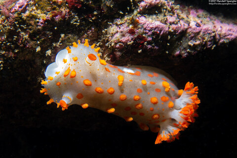 Triopha catalinae (Catalina Triopha)