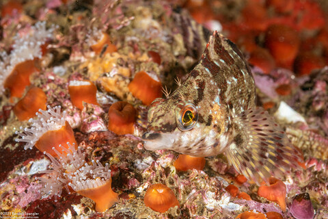Oxylebius pictus (Painted Greenling)