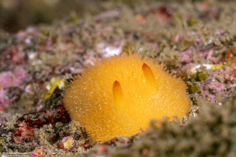 Acanthodoris lutea (Yellow Horned Dorid)