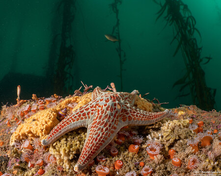 Dermasterias imbricata (Leather Star)