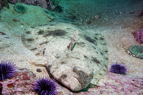Paralichthys californicus (California Halibut)