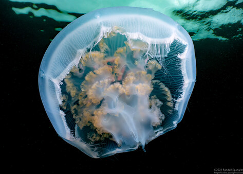Aurelia aurita (Moon Jelly)
