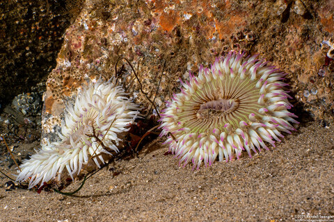 Anthopleura sola (Sunburst Anemone)