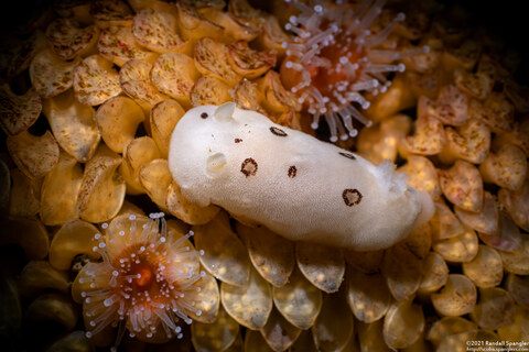Diaulula sandiegensis (San Diego Dorid)