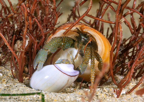 Pagurus granosimanus (Grainyhand Hermit Crab)