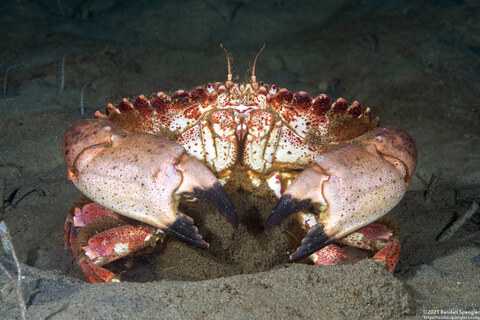 Romaleon antennarium (Pacific Rock Crab); With eggs