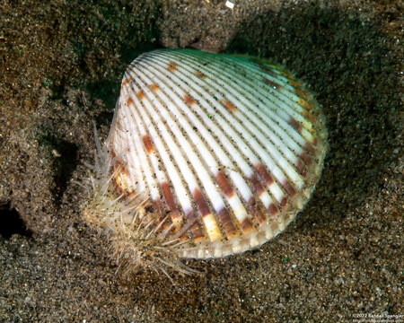 Clinocardium nuttallii (Heart Cockle)