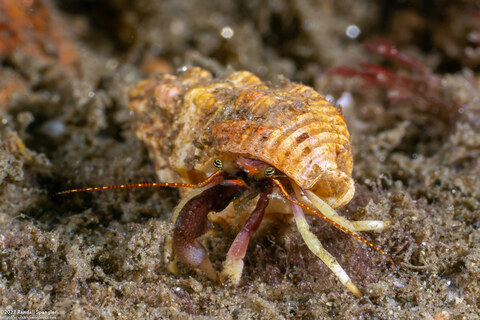 Pagurus hemphilli (Maroon Hermit Crab)