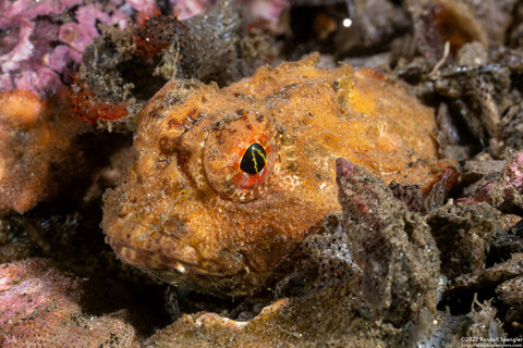 Enophrys taurina (Bull Sculpin)