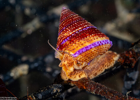 Calliostoma annulatum (Blue-Ring Top Snail)