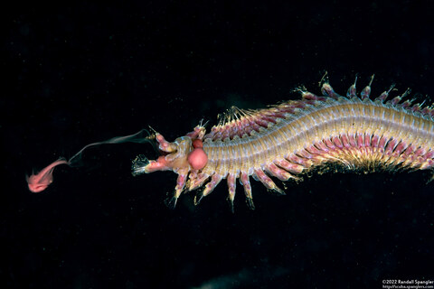 Glycera robusta (Bloodworm)