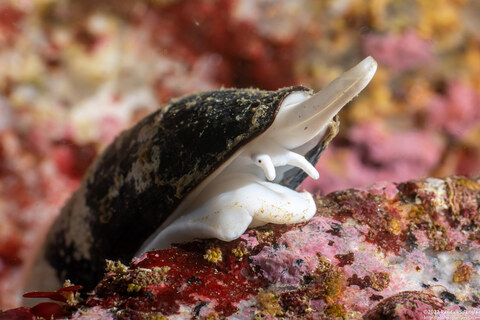 Atrimitra idae (Ida's Miter)