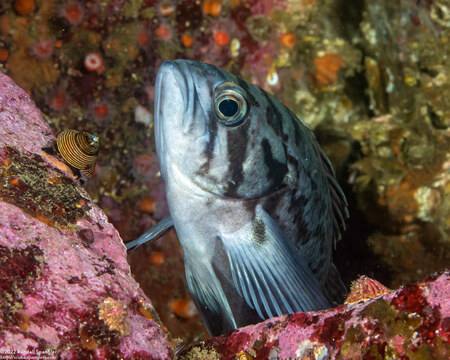 Sebastes mystinus (Blue Rockfish)