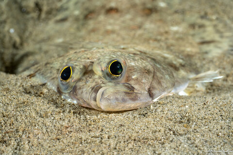 Citharichthys stigmaeus (Speckled Sanddab)