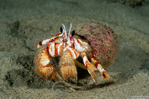 Pagurus armatus (Blackeyed Hermit Crab)