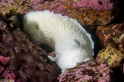 Doris odhneri (White Knight Dorid)