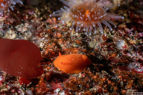 Aldisa sanguinea (Red Aldisa)