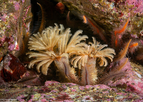 Eudistylia polymorpha (Feather Duster Worm)