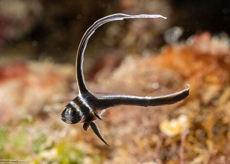 Equetas punctatus (Spotted Drum); Small juvenile, the size of my fingernail