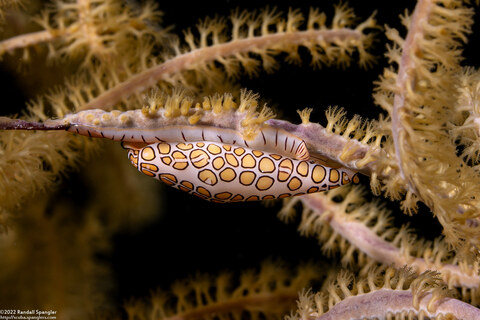 Cyphoma gibbosum (Flamingo Tongue)