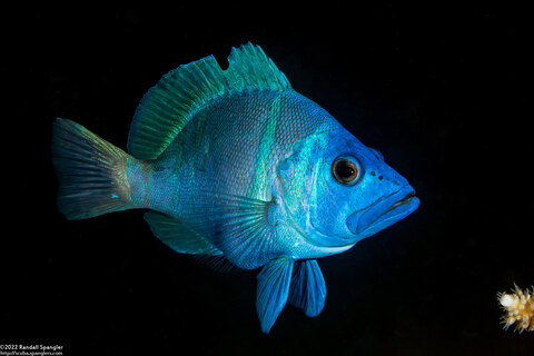 Hypoplectrus indigo (Indigo Hamlet)