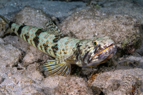 Synodus intermedius (Sand Diver)
