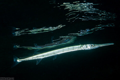 Tylosurus crocodilus (Houndfish)