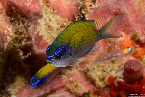 Chromis insolata (Sunshinefish)