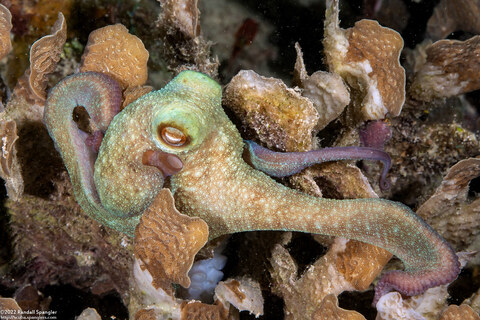 Octopus briareus (Caribbean Reef Octopus)