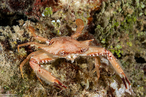 Achelous sebae (Ocellate Swimming Crab)