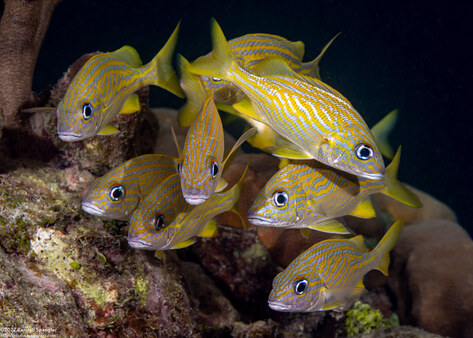 Haemulon flavolineatum (French Grunt)