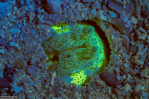 Lysiosquilla scabricauda (Scaly-Tailed Mantis Shrimp)