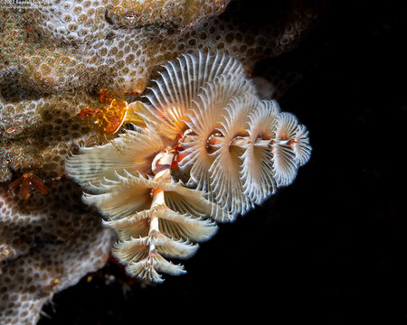 Spirobranchus giganteus (Christmas Tree Worm)