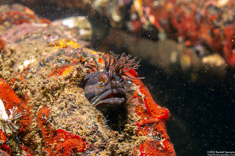 Neoclinus stephensae (Yellowfin Fringehead)