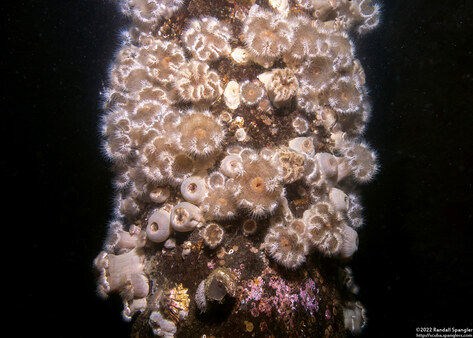 Metridium senile (Plumose Anemone)
