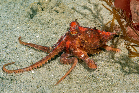 Octopus rubescens (Red Octopus)