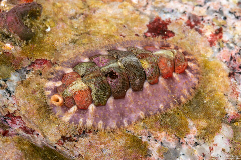 Mopalia spectabilis (Red-Flecked Mopalia)