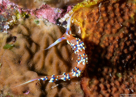 Caloria indica (Indian Caloria)