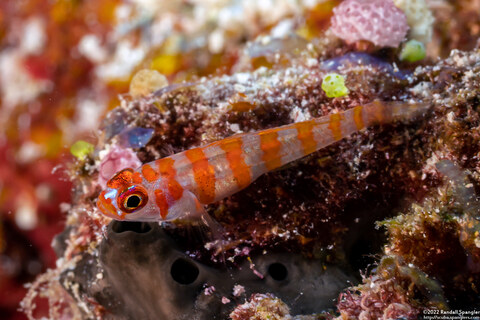 Trimma cana (Candycane Pygmygoby)