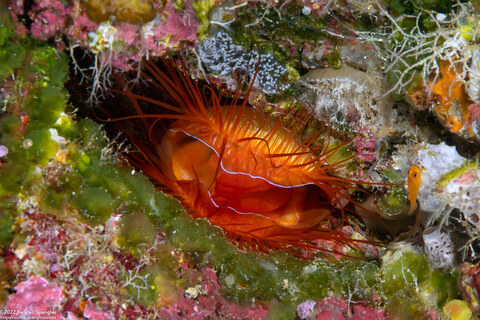 Ctenoides ales (Electric Fileclam)