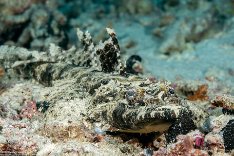 Cymbacephalus beauforti (Crocodile Flathead)