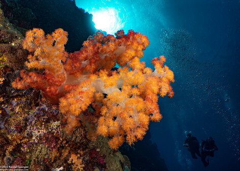 Dendronephthya sp.1 (Dendronephthya)